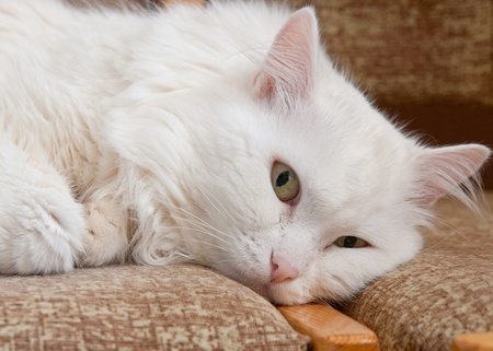 Shaggy fluffy white cat with green eyes lays on a sofaの写真素材