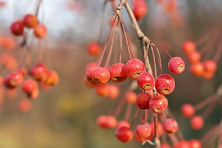 Branch of wild apples in the autumnの写真素材