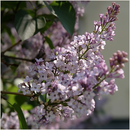Branch of a fragrant lilac at the treeの写真素材