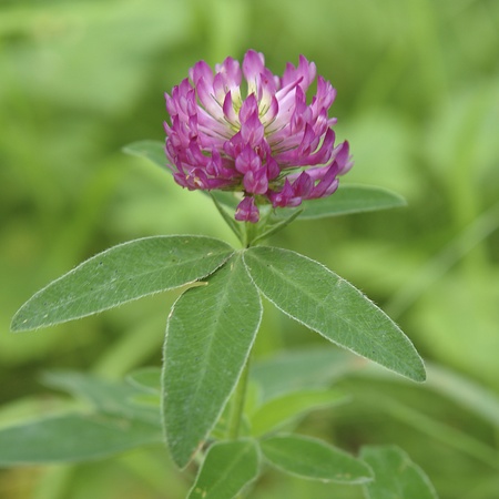 Flower fragrant green clover growing on the glade                             の写真素材