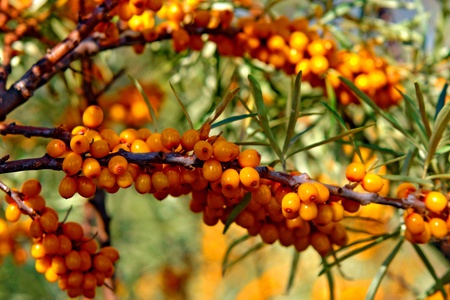 Juicy ripe sea-buckthorn berries on a branch of a bush on a background of the greenの写真素材