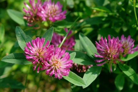 Flower fragrant green clover growing on the gladeの写真素材