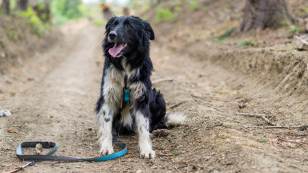 Picture of the dog sitting on the path in woodの写真素材