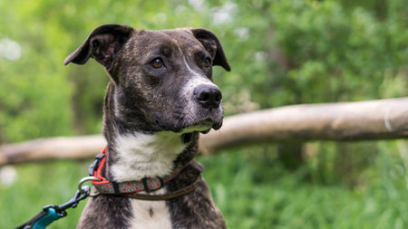 Head of the dog staring in the middle of the Woodの写真素材