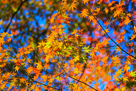 Red and yellow leafs with clear blue sky background