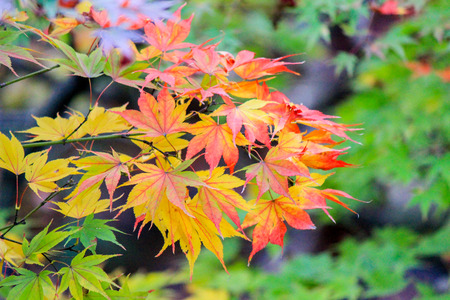 Autumn leafs with green background