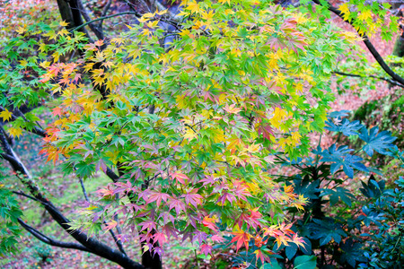 Colorful leafs with nature backgroundの写真素材