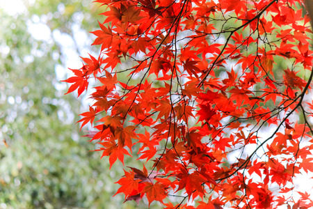 Beautiful red leafs with forest background