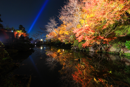 Night scene of colorful treesの写真素材