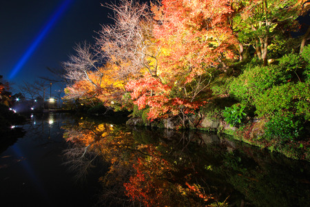 Night scene of vivid treesの写真素材