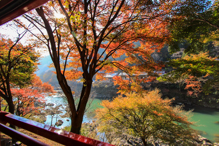 Beautiful trees nearby a riverの写真素材