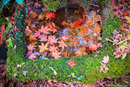 Vivid leafs with nature background