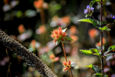 Beautiful nature at Non Son Flower Field (Tung Salaeng Luang Nation Park), Phitsanulok, Thailand