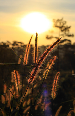 Beautiful nature at Non Son Flower Field (Tung Salaeng Luang Nation Park), Phitsanulok, Thailandの写真素材