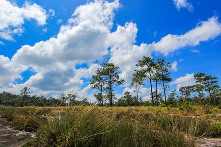 Beautiful nature at Non Son Flower Field (Tung Salaeng Luang Nation Park), Phitsanulok, Thailandの写真素材