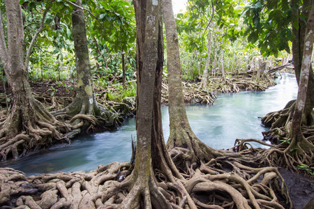 Emerald-green water and tree roots of peat swamp forest of the canal of Tha Pom in Krabi...
