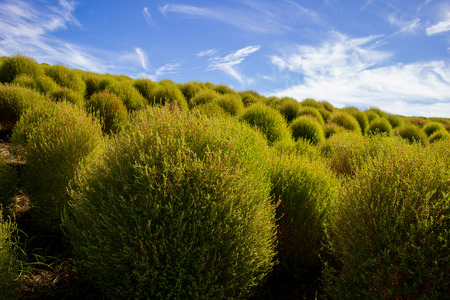 Kochia bushes at Hitachi Seaside Park, Ibaraki, Japan