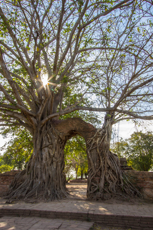 Miracle "Gateway to the passage of time" at ruins of Wat Phra Ngam(Wat Cha Ram),Phra Nakorn Si Ayutthaya,Thailandの写真素材