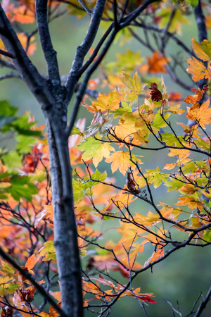 Autumn leaves with blazing colors illuminated withs sunshineの写真素材