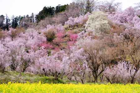 Yellow nanohana fields and flowering trees covering the hillside,Hanamiyama Park,Fukushima,Tohoku,Japan.の写真素材