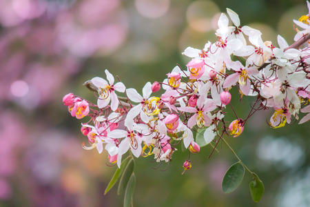Fully-bloomed cherry blossoms in Shinjuku Gyoen,Tokyo,Japan.の写真素材