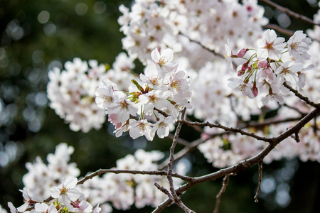 Fully-bloomed cherry blossoms in Shinjuku Gyoen,Tokyo,Japan.の写真素材