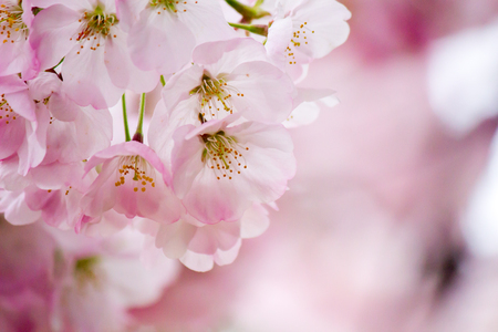 Fully-bloomed cherry blossoms in Shinjuku Gyoen,Tokyo,Japan.の写真素材