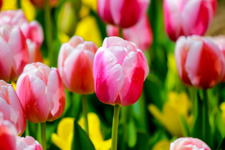 Tulip garden at Showa Kinen Koen(Showa Memorial Park),Tachikawa,Tokyo,Japan in spring.の写真素材