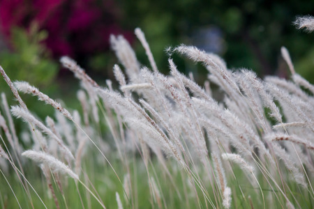 Imperata cylindrica (cogon grass) blowing in the windの写真素材