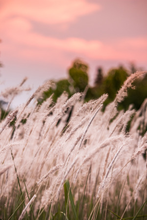 Imperata cylindrica (cogon grass) blowing in the wind,with sunset sky in the backgroundの写真素材