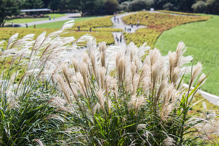 Susuki(Japanese Pampas Grass,Miscanthus sinensis) with Kochia fields behind,Ibaraki,Japanの写真素材