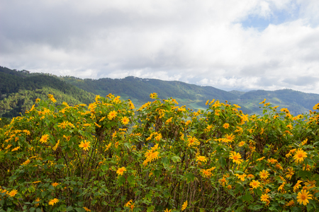 Mexican Sunflower(Bua Tong) hills of Doi Mae U-Kho in Khun Yuam district,Mae Hong Son,Northern Thailand.Blooming in November and December.の写真素材