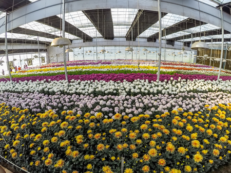 Varieties of Chrysanthemumsのeditorial素材