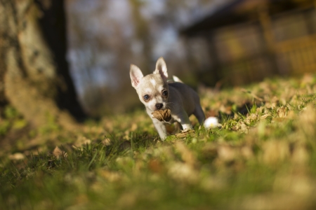 Little Dogの写真素材