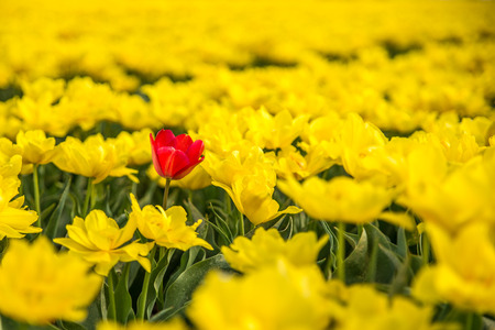 Single red tulip in a field of yellow onesの写真素材