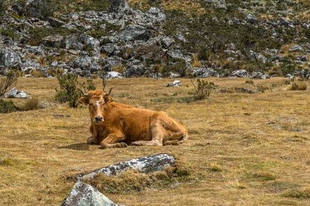 Cow lying in the meadowの写真素材