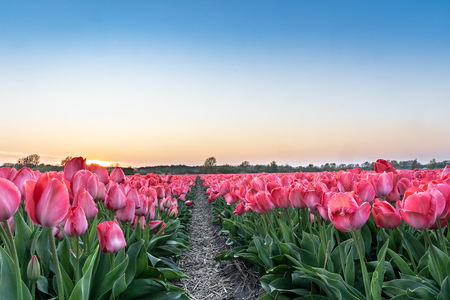 A tulip field near the Keukenhof in the Netherlands. The sunset creates a warm and romantic image of the thousands of pink and purple tulips. The flowers are grown to be able to sell the flower bulbs.の写真素材