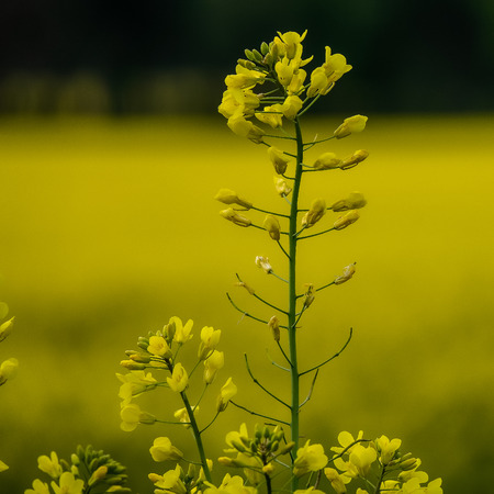 Detail of a rapeseed flower against a yellow rapeseed background. The background is blurredの写真素材