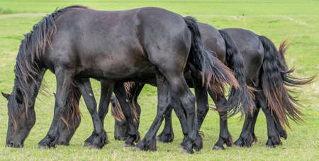 These four black horses graze in the meadow. The horses appear to have exactly the same posture and...