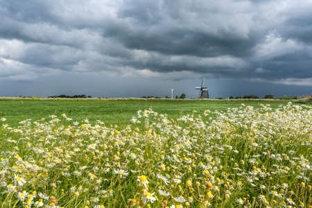 A landscape with a road lined by chamomile flowers. Under a cloudy sky. The road seems to lead to the horizonの写真素材