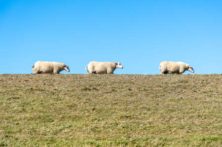 Three sheep in a row on a pasture on top of the dike under a clear blue skyの写真素材
