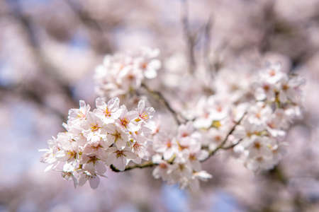Blooming Japanese cherry blossom garden in the Amsterdam forest