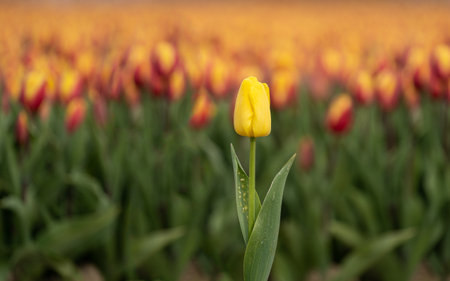 Isolated yellow tulip on a blurred colored backgroundの写真素材