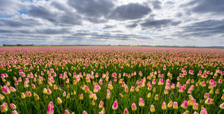 Beautiful panorama shot of a field of red and yellow tulips under a cloudy sky.の写真素材