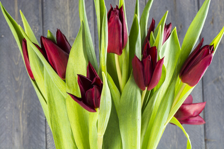 Fresh cut pointed dark red tulips on a wood background.の写真素材