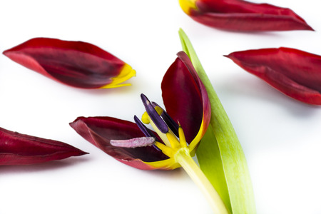 Petals of pointed dark red tulip on a white background.の写真素材