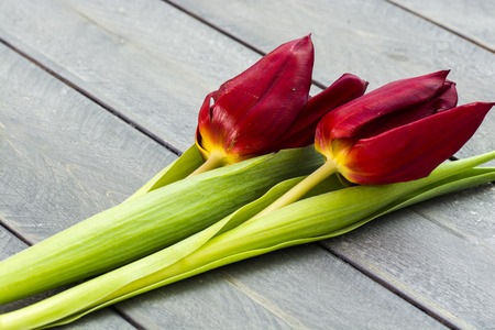 Fresh cut pointed dark red tulips on a wood background.の写真素材