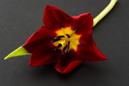Fresh cut pointed dark red tulip on black background.の写真素材