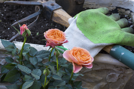 Closeup of a beautiful pink-orange miniature rose plants.