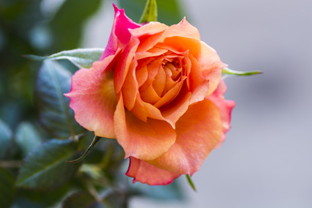 Closeup of a beautiful pink-orange miniature rose.の写真素材